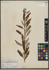 Foto von Salix viminalis L.